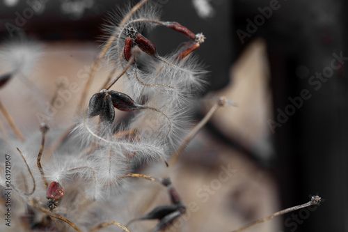 Clematis branch with dry inflorescences in fog. Ready photo background. Soft focus. Macro.