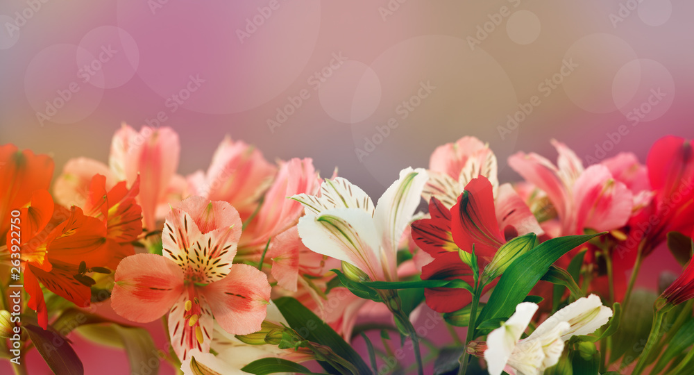 Fototapeta premium Bright flower panorama. Floral panorama for spring and summer design. Spring or summer floral background. Alstroemeria close up.