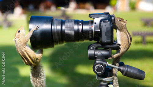 Palm squirrels staged a photo shoot.
