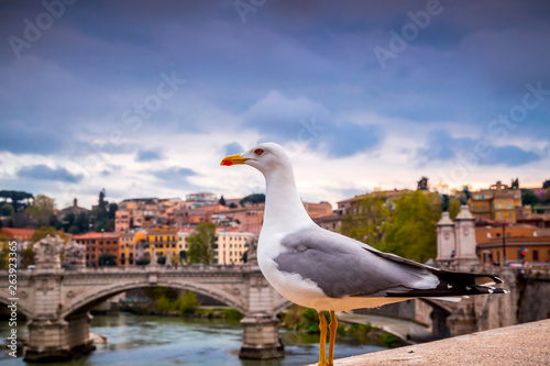 Seagull standing on the riverbank of Tiber, Rome, Italy