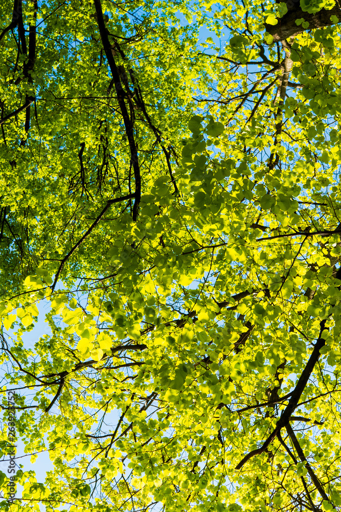 spring branches with green foliage