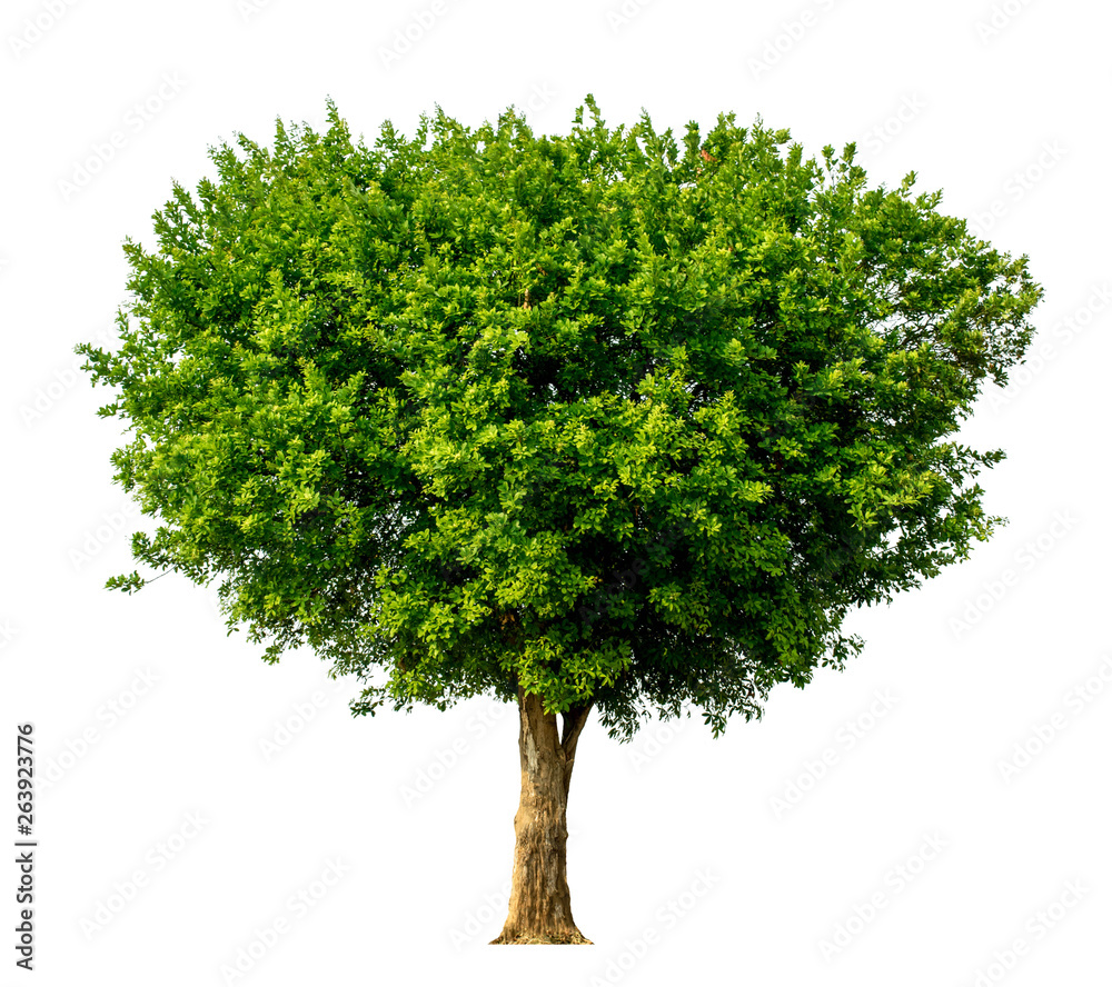 The green sacred tree is completely separated from the white background. Scientific name Maerua siamensis (Kurz) Pax. The green sacred tree is completely separated from the white background. Scientific name Maerua siamensis (Kurz) Pax.