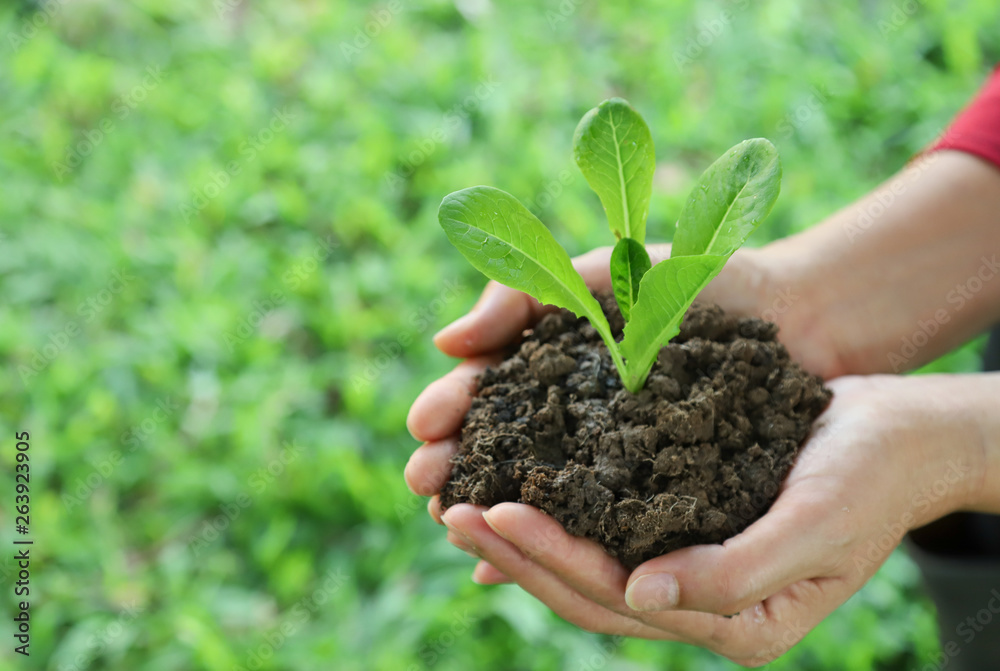 Closeup of cos vegetable sprout and soil in woman's hands with green garden background. Symbol of global friendly practice. Closeup of cos vegetable sprout and soil in woman's hands with green garden background. Symbol of global friendly practice.