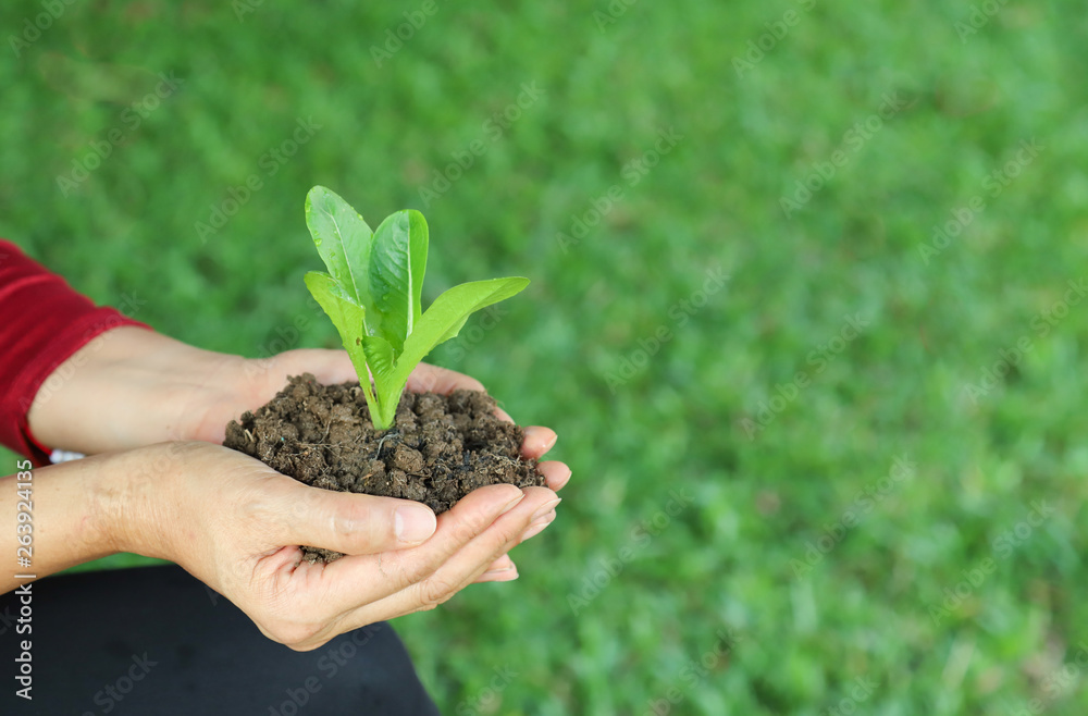 Closeup of cos vegetable sprout and soil in woman's hands with green garden background. Symbol of global friendly practice. Closeup of cos vegetable sprout and soil in woman's hands with green garden background. Symbol of global friendly practice.