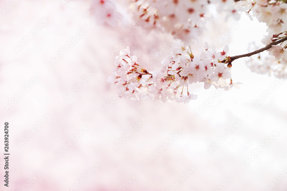Obraz premium Cherry blossoms isolated on natural background