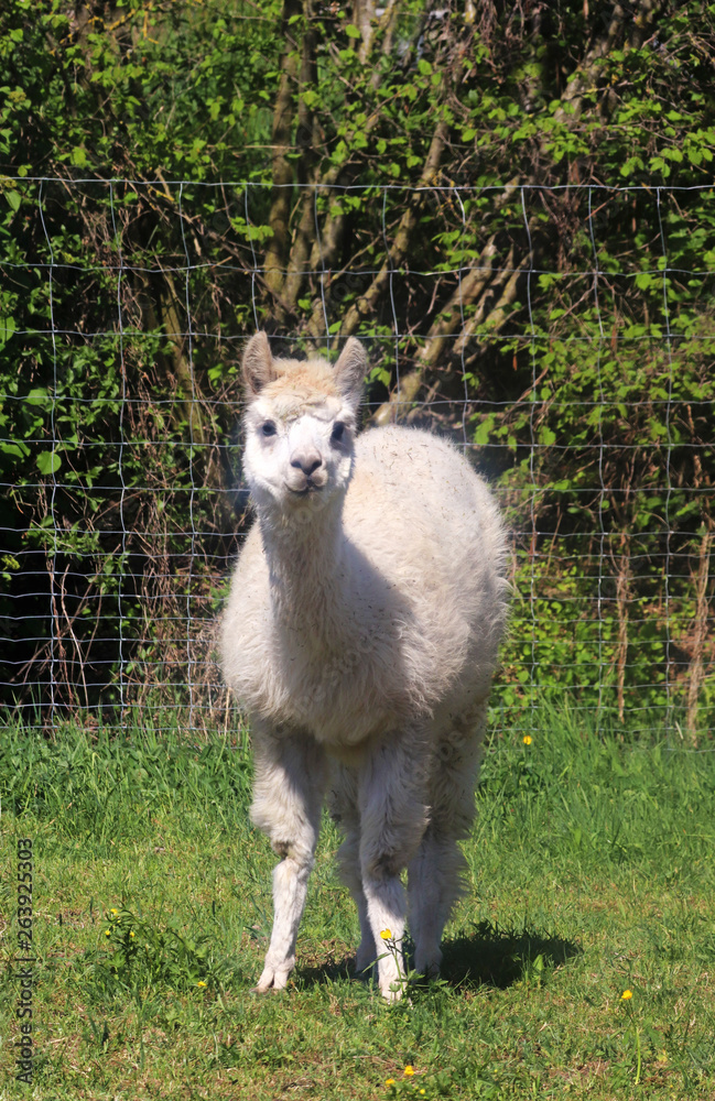 Obraz premium young white alpaca on a pasture