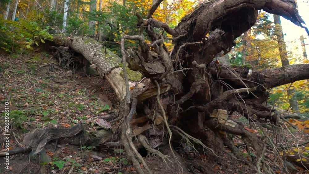 Overturned tree in autumn forest / duzce in turkey Overturned tree in autumn forest / duzce in turkey