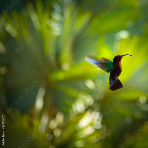 Colibri