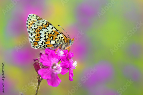 Glanville Fritillary butterfly Melitaea cinxia in Czech Republic © MF Photo