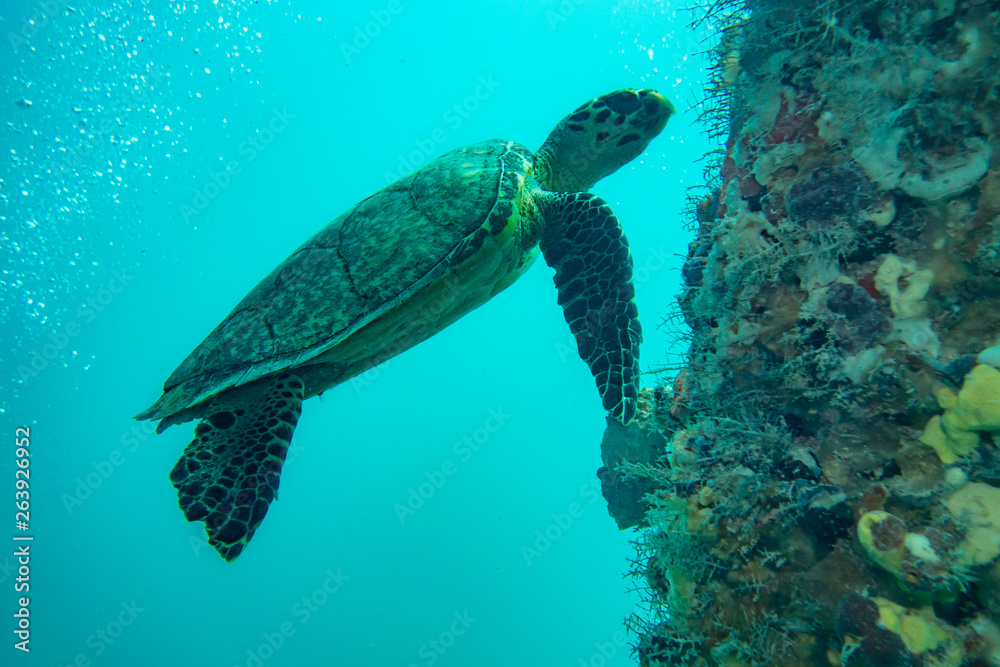 Sea Turtle