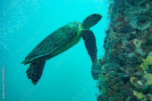 Obraz na płótnie Sea Turtle w salonie