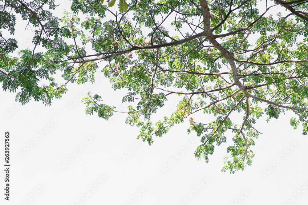 Fototapeta premium Green leaves on tree with white background.
