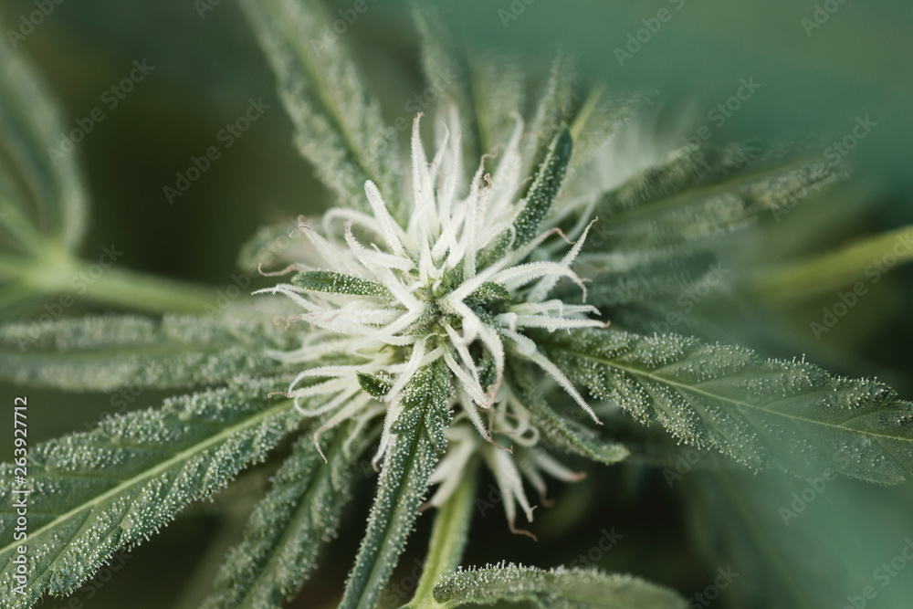 Detail of cannabis sativa flowerhead in bloom Detail of cannabis sativa flowerhead in bloom