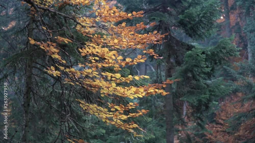 Autumn landscape of mixed forest in the morning / Purenli Plateau in Duzce Turkey Autumn landscape of mixed forest in the morning / Purenli Plateau in Duzce Turkey
