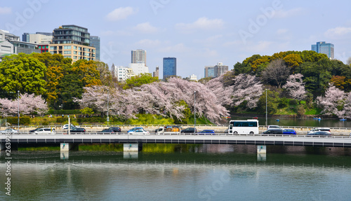 Cherry trees with flowers on street