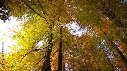 In the beech forests the leaves of the trees turn yellow