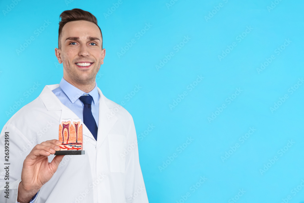 Male dentist holding teeth model on color background. Space for text Male dentist holding teeth model on color background. Space for text