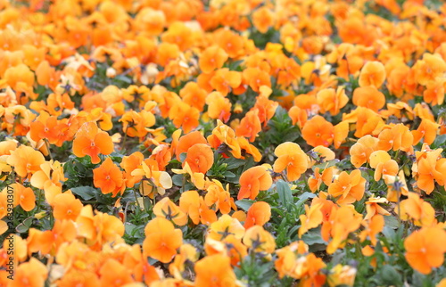 Orange pansy viola flower plant garden nature background © tktktk