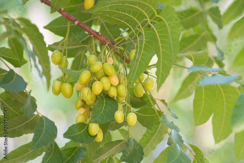 Azadirachta indica seeds hanging on tree, commonly known as neem, neem tree or Indian lilac