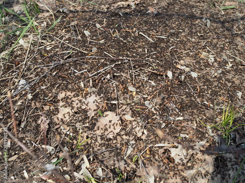 Big anthill with colony of ants in forest. Ants on the ant hill in the woods closeup, macro