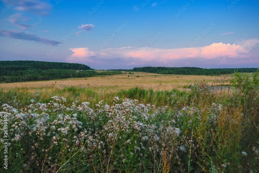 Evening landscape meadow against the backdrop of the forest at sunset.