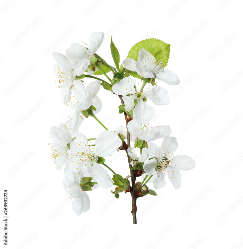 Obraz premium Beautiful fresh spring flowers on white background