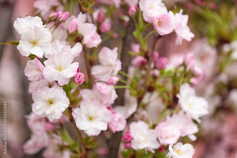 Closeup view of tree branches with tender flowers outdoors. Amazing spring blossom Closeup view of tree branches with tender flowers outdoors. Amazing spring blossom