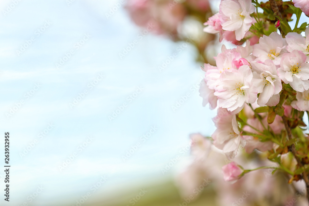 Closeup view of tree branch with tender flowers outdoors, space for text. Amazing spring blossom Closeup view of tree branch with tender flowers outdoors, space for text. Amazing spring blossom