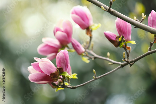 Magnolia tree with beautiful flowers outdoors  closeup. Amazing spring blossom