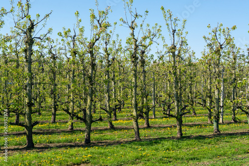 Rows of pear trees in orchard, fruit region Haspengouw in Belgium