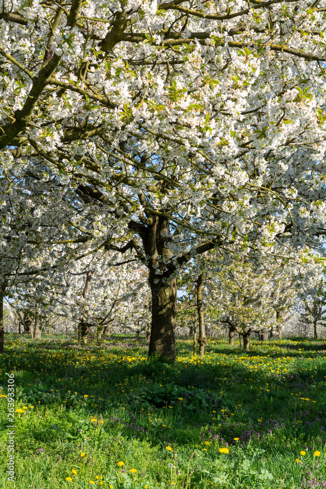 Fototapeta premium Spring blossom of cherry trees in orchard, fruit region Haspengouw in Belgium