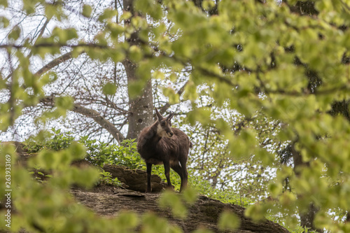 deer in the forest
