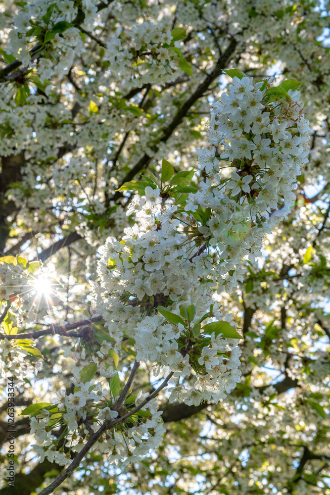 Spring blossom of cherry trees in orchard, fruit region Haspengouw in Belgium Spring blossom of cherry trees in orchard, fruit region Haspengouw in Belgium