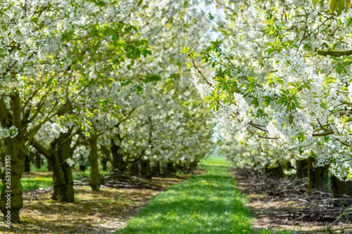 Spring blossom of cherry trees in orchard, fruit region Haspengouw in Belgium
