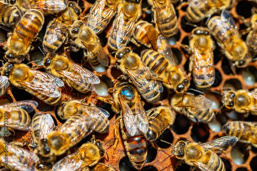 A bunch of bees on a honeycomb 