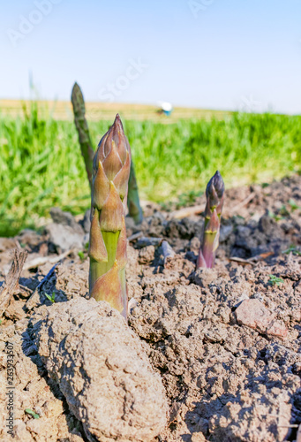 Ripe organic green asparagus growing on farmers field ready to harvest