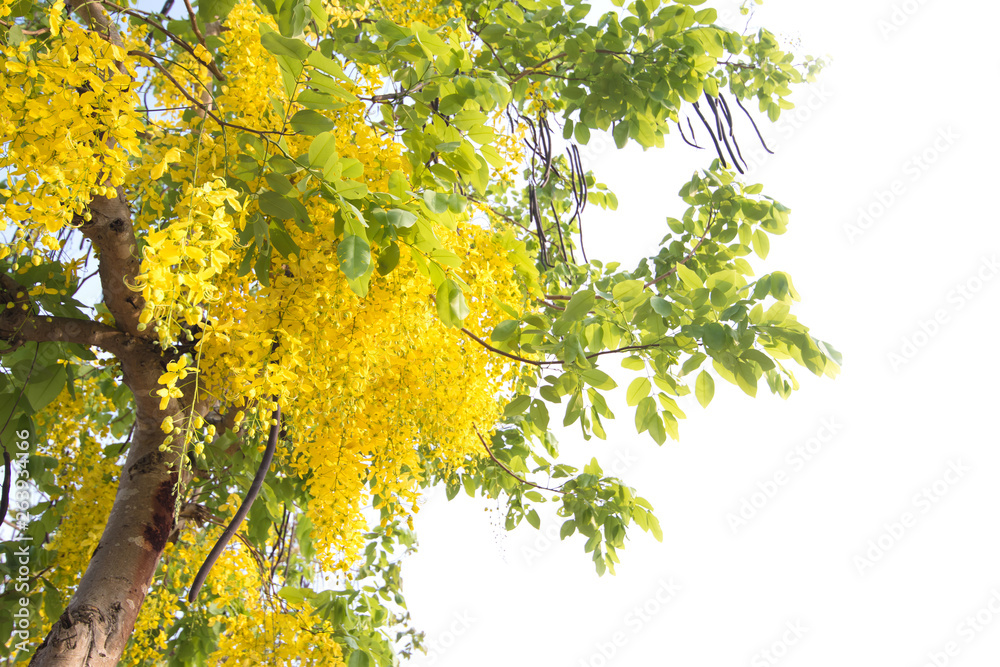 Beautiful of cassia fistula blooming on tree isolated on white background, Thailand national tree. Beautiful of cassia fistula blooming on tree isolated on white background, Thailand national tree.