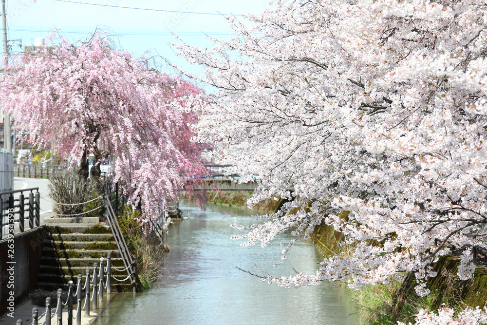 Japanese cherry blossom flower nature blue sky background Japanese cherry blossom flower nature blue sky background