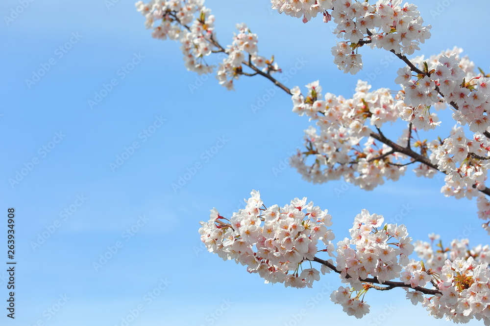 Japanese cherry blossom flower nature background Kanazawa Japan Japanese cherry blossom flower nature background Kanazawa Japan