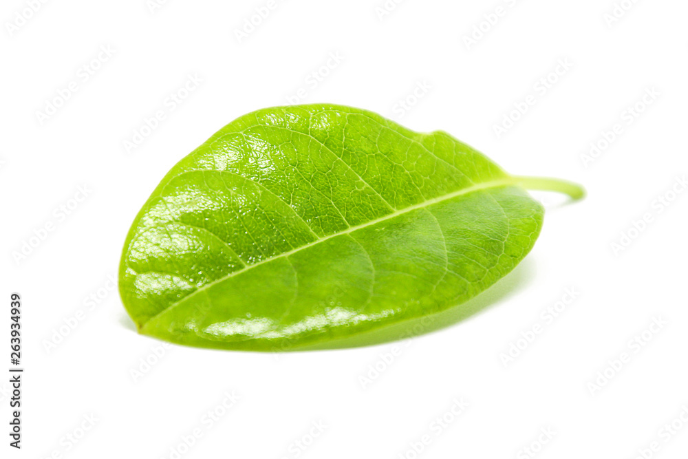 Obraz premium Leaves on a white background