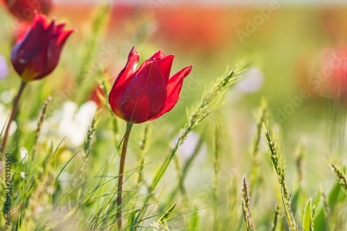 Close up Schrenck's tulips or Tulipa Tulipa schrenkii in the steppe