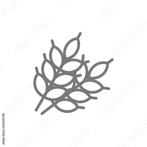 Wheat grains line icon.