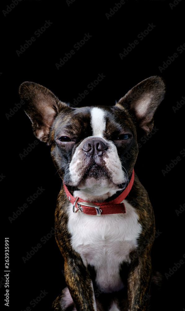 Portrait boston terrier pure breed black background closeup