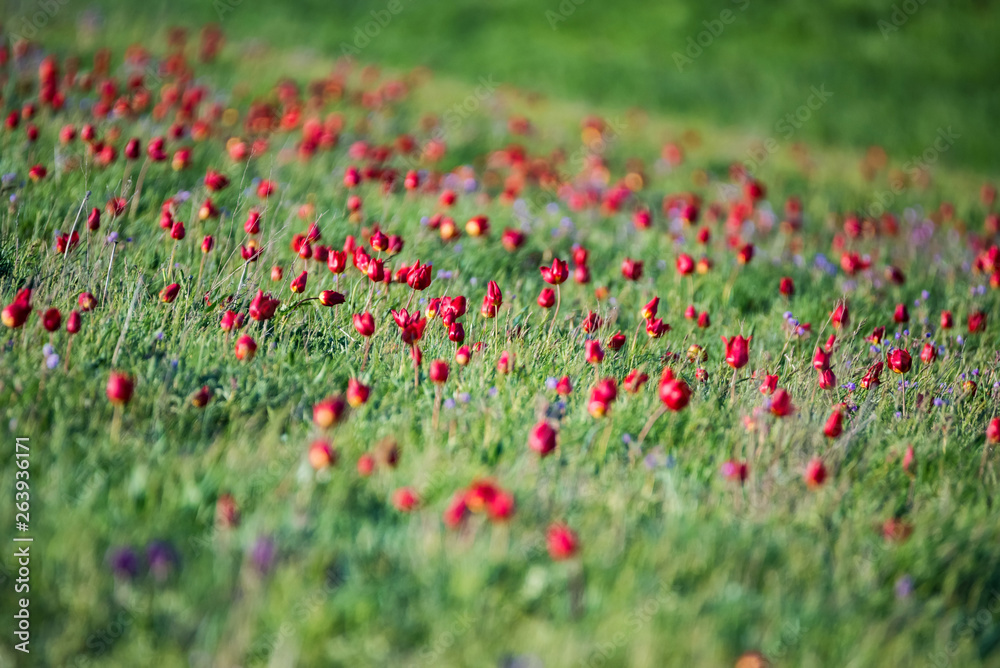 Many Schrenck's tulips or Tulipa Tulipa schrenkii in the steppe