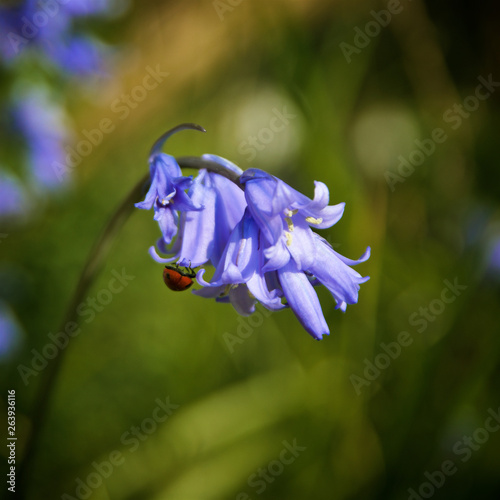 Bluebells in bloom
