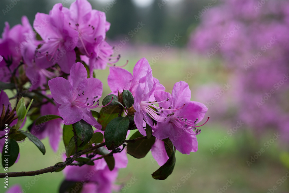 Bright violet flowers on shrubs with small green leaves on a blurry background with a green grass Bright violet flowers on shrubs with small green leaves on a blurry background with a green grass