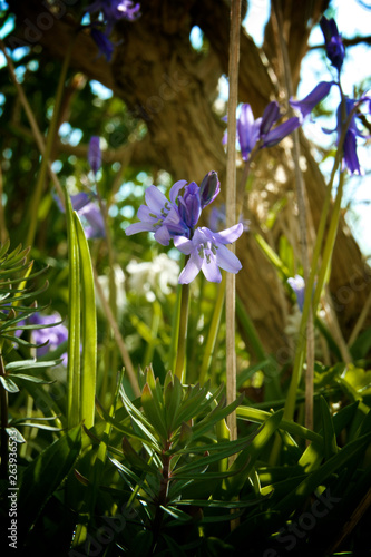 Bluebells in bloom