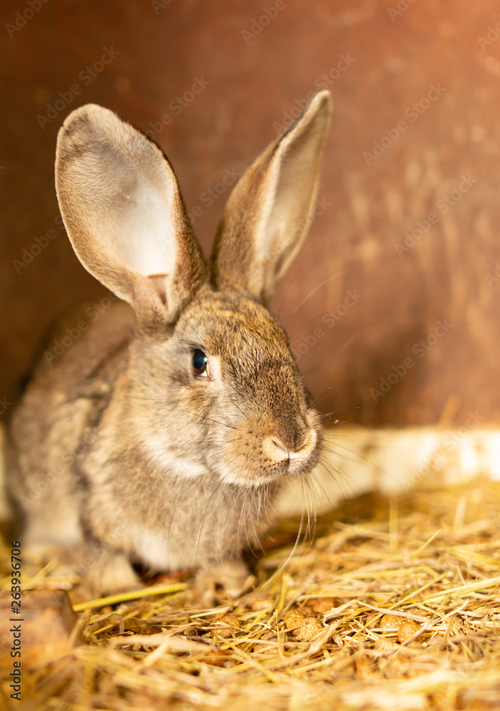 Fototapeta premium rabbit in a cage