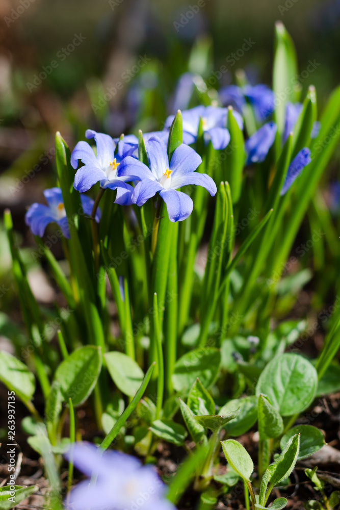 Blue spring flowers in the garden. Chionodoxa luciliae. Blue spring flowers in the garden. Chionodoxa luciliae.