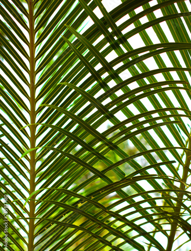 Foliage green background wallpaper  palm leaves